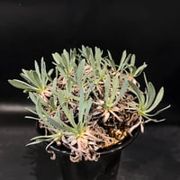 フォークイエリア プルプシー | STELLA.PLANTS フォークイエリア プルプシー | STELLA.PLANTS