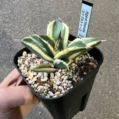 アガベ チタノタ スナグルトゥース1