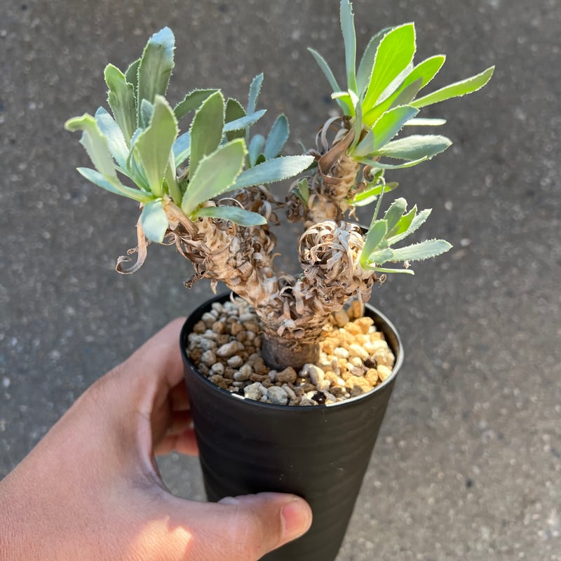 オトンナ レピドカウリス | STELLA.PLANTS