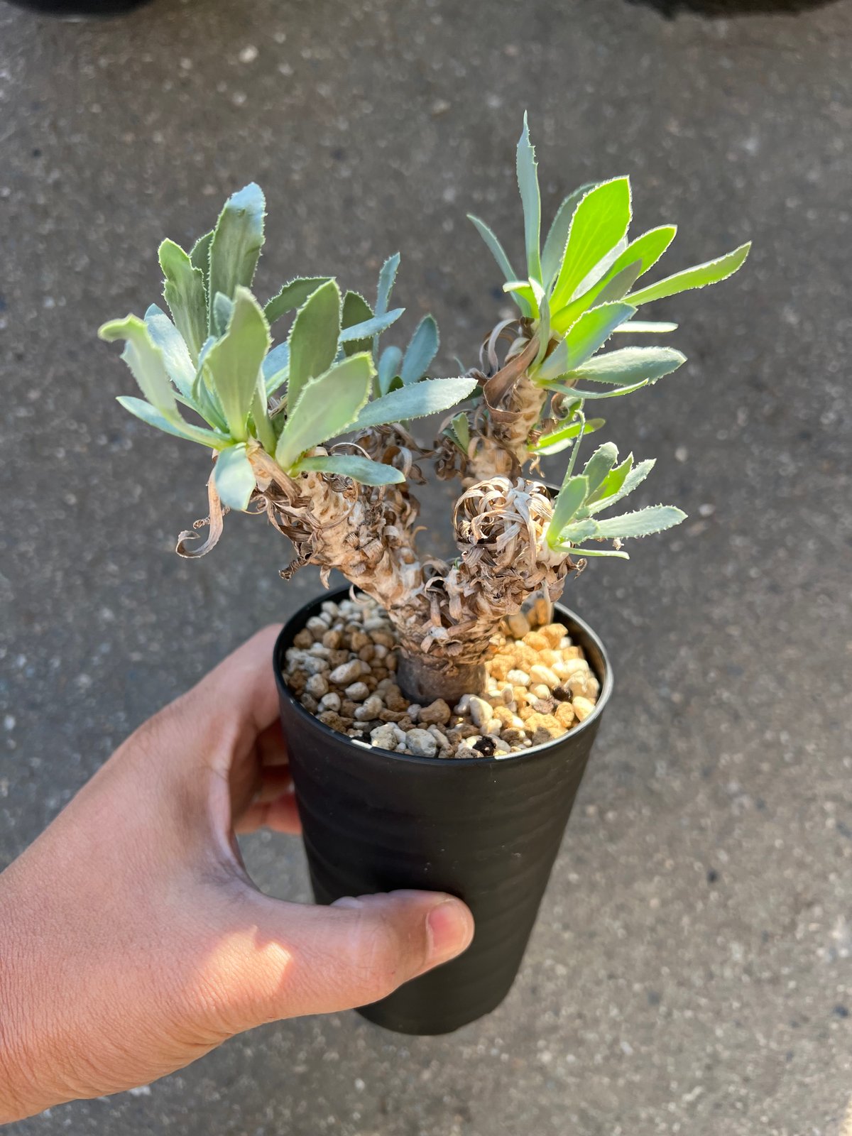 オトンナ レピドカウリス | STELLA.PLANTS