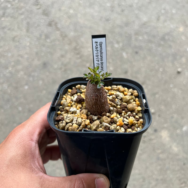 オペルクリカリア デカリー根差し2 | STELLA.PLANTS オペルクリカリア デカリー根差し2 | STELLA.PLANTS