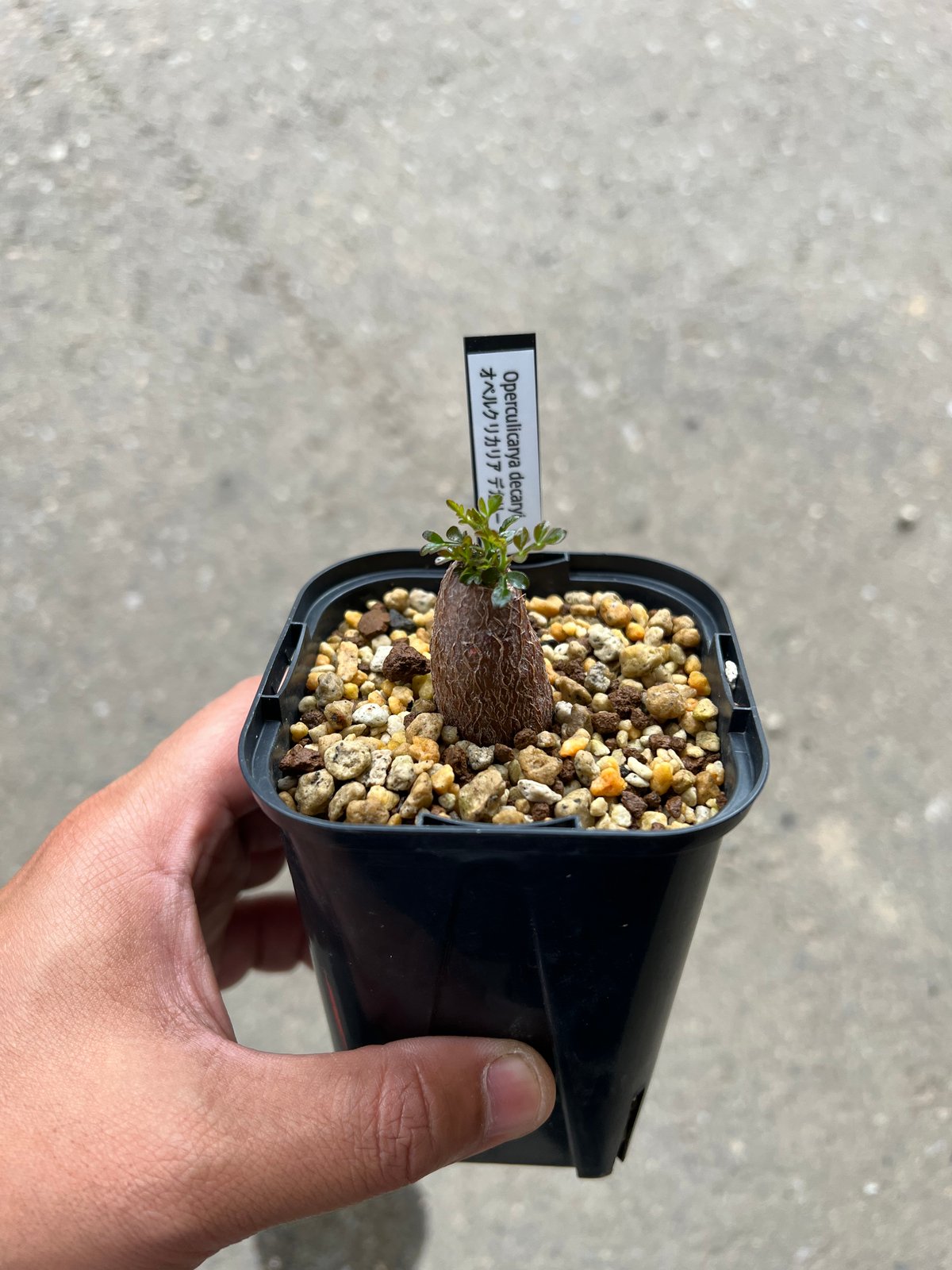 『特価』  オペルクリカリア デカリー 根挿し③ オペルクリカリア デカリー根差し | STELLA.PLANTS