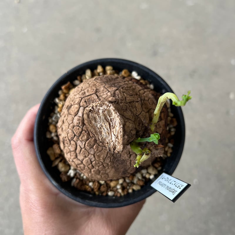 【現品】ステファニア・スベローサ（スベローサム）8号　W3番 現品】ステファニア・スベローサ（スベローサム）8号 W3番