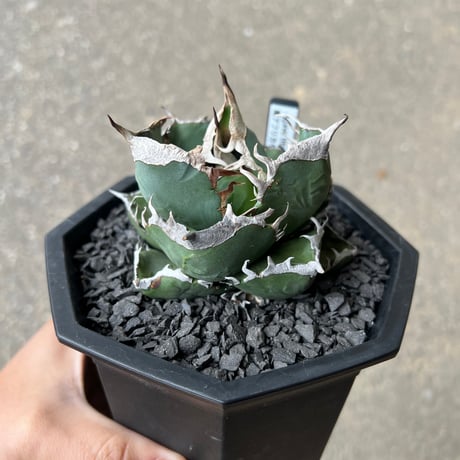 アガベ　SAD 大株　子株付き アガベsad | STORES