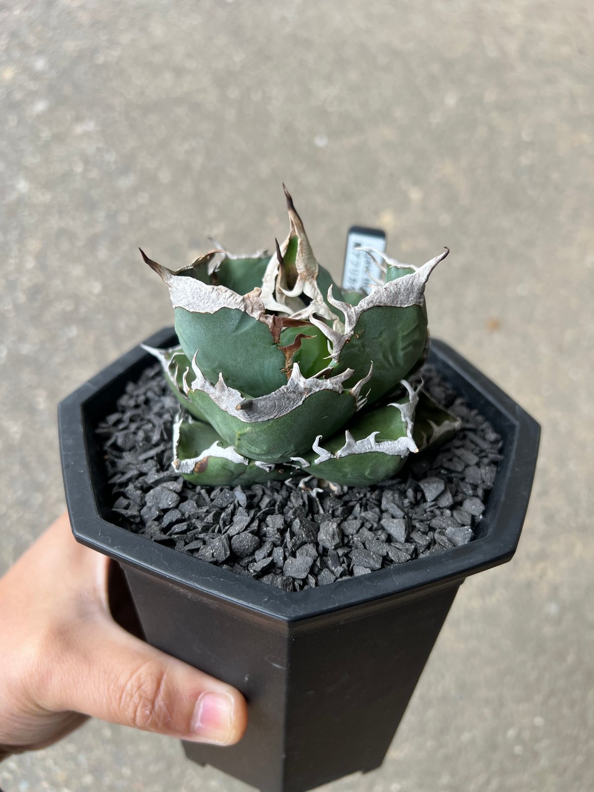 アガベ SAD（南アフリカダイヤモンド） | STELLA.PLANTS