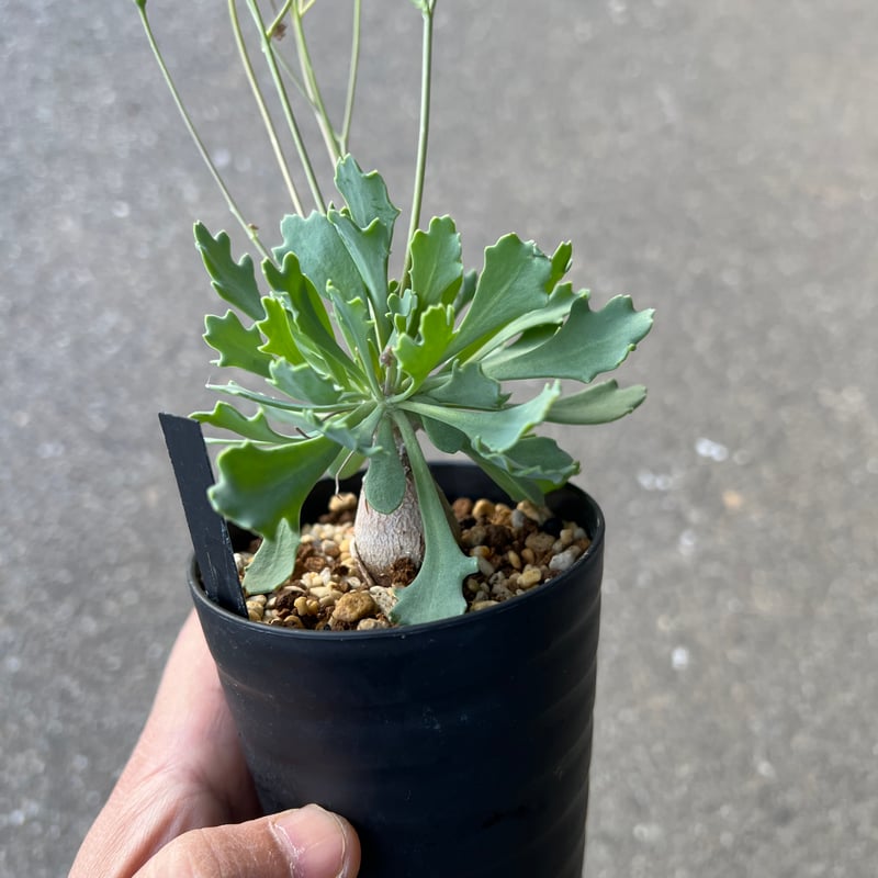 オトンナ スタインコフ×ユーフォルビオイデス | STELLA.PLANTS