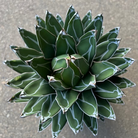 Agave 笹の雪