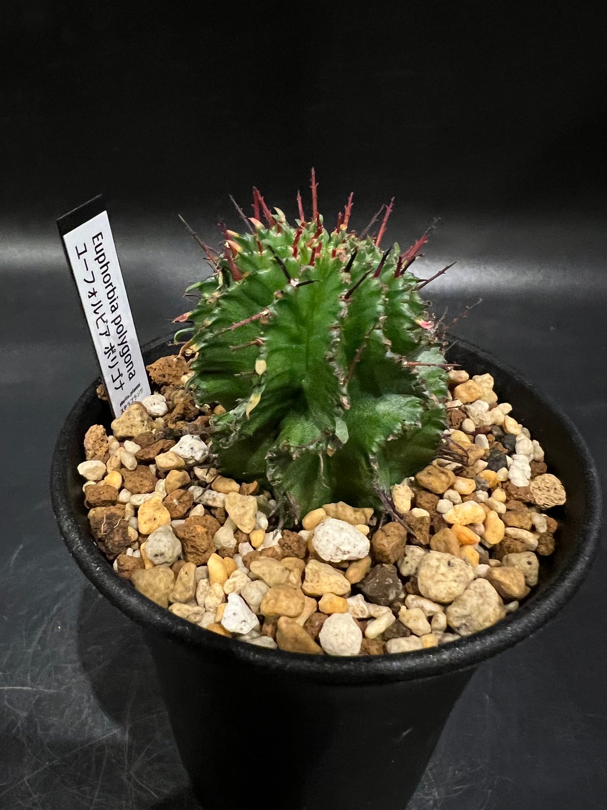 ユーフォルビア ポリゴナ ユーフォルビア ポリゴナ | STELLA.PLANTS