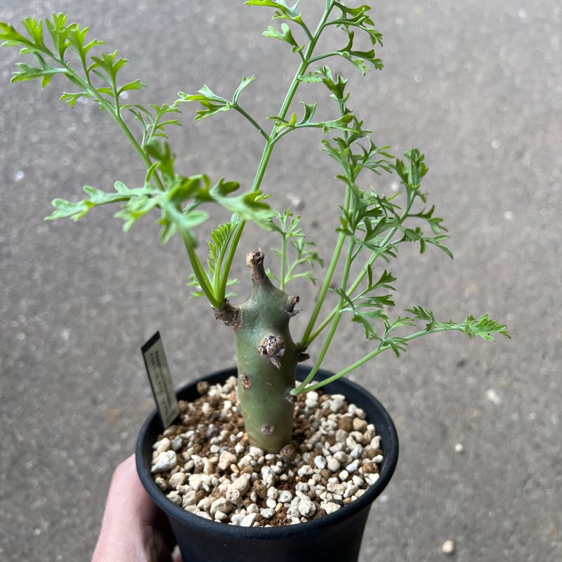 ペラルゴニウム クリズミフォリウム6 | STELLA.PLANTS