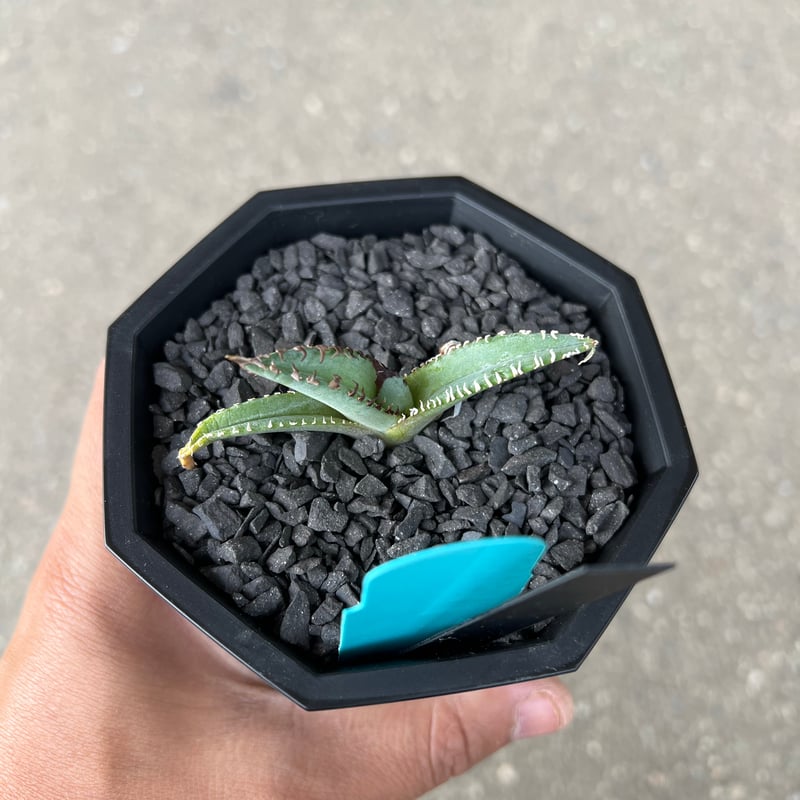 Agave 'White Fang' 3 アガベ ホワイトファング | STELLA.PLANTS
