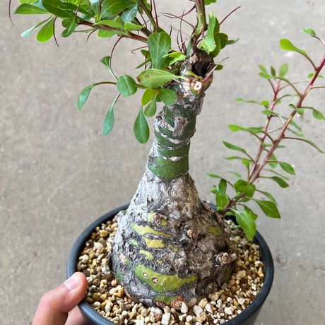 フォークイエリア ファシクラータ 現地株 フォークイエリア ファシクラータ 現地株 フォークイエリア