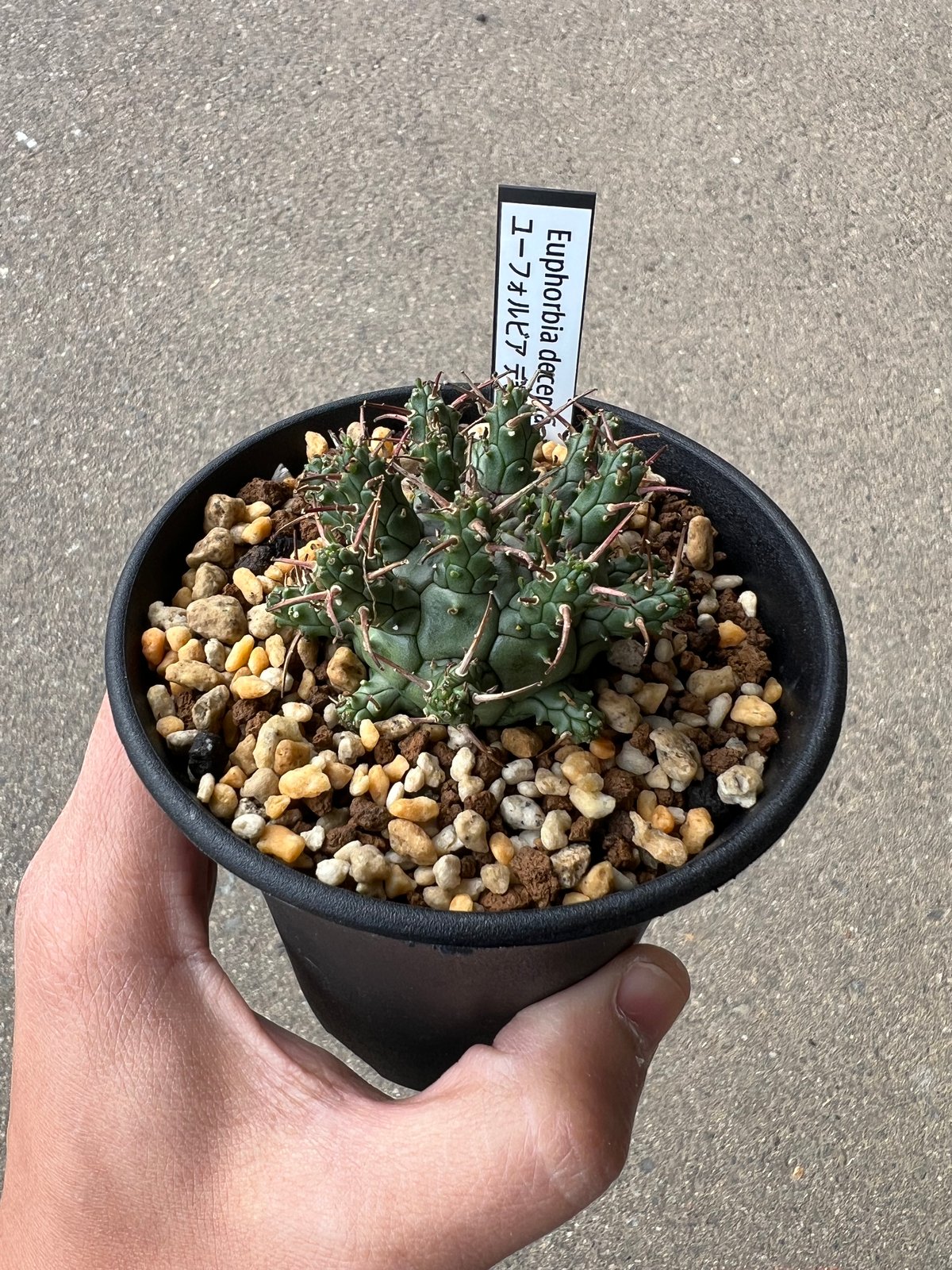 ユーフォルビア アストロフォラ2 | STELLA.PLANTS