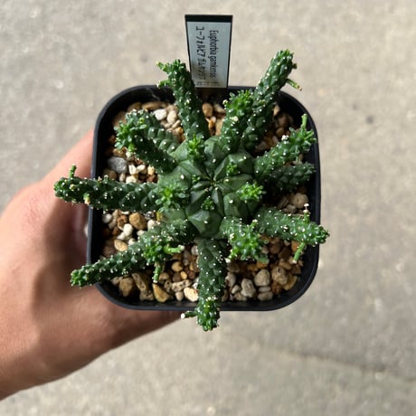 CATEGORY ユーフォルビア | STELLA.PLANTS