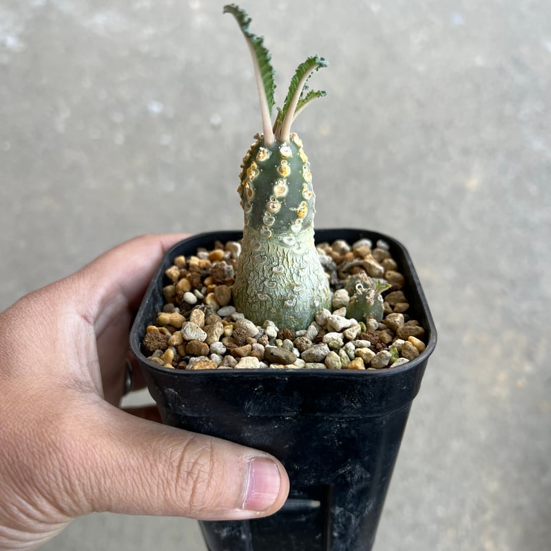 タイ輸入株】ドルステニア ラブラニー 【公式通販】