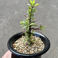 チレコドン レティキュラーツス 万物想 1 | STELLA.PLANTS チレコドン レティキュラーツス 万物想 1 | STELLA.PLANTS