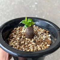 オペルクリカリア パキプス3