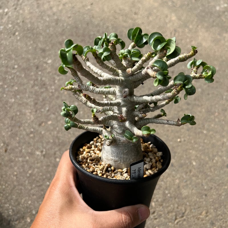 アデニウム D.H.A 獅子葉 2 | STELLA.PLANTS