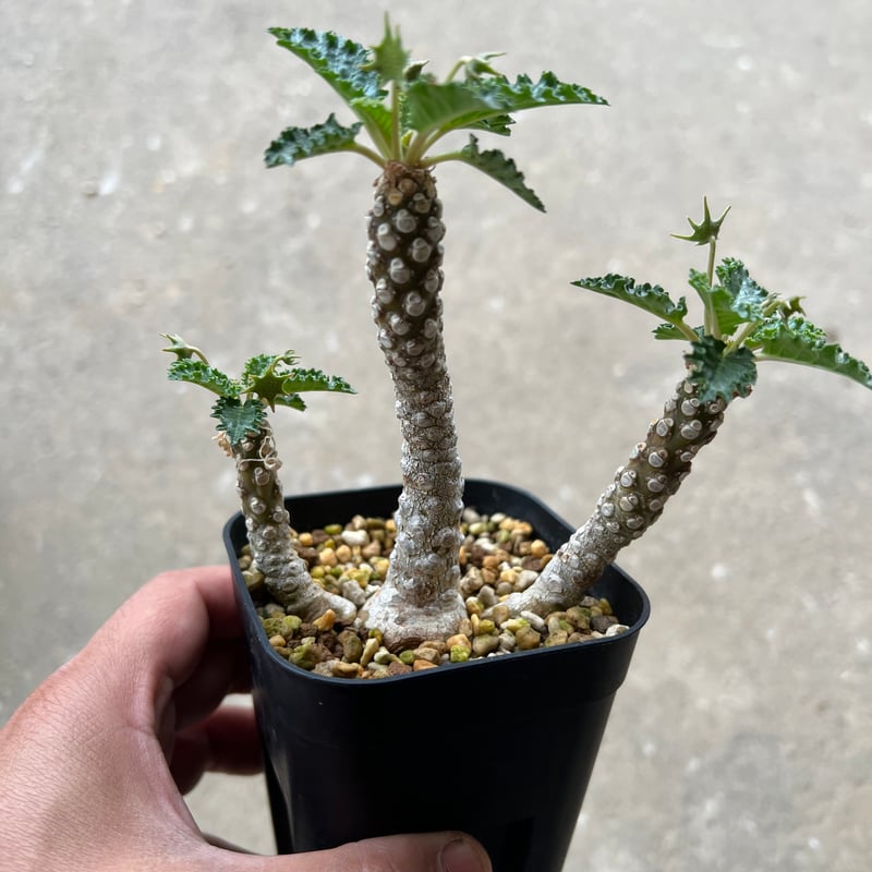 【開花株】ドルステニア ホルウッディ錦 実生株 ポットごと発送 開花株】ドルステニア ホルウッディ錦 実生株 ポットごと発送
