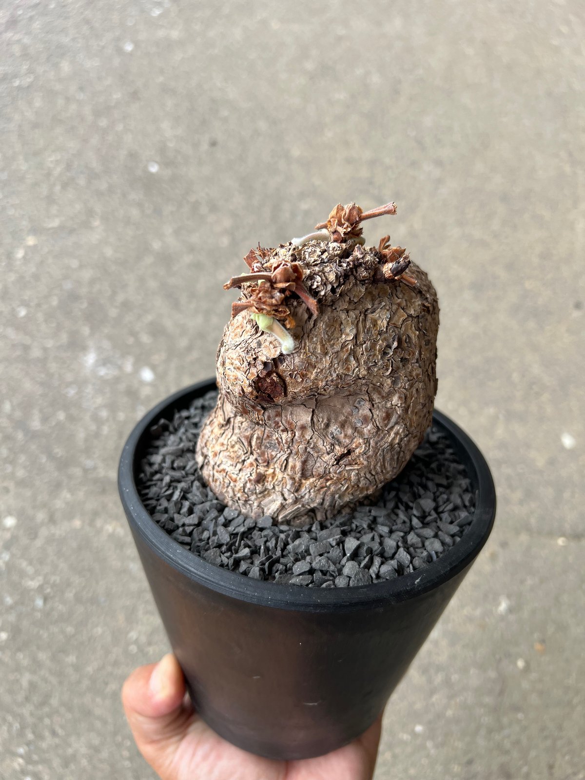 発根済み　ペラルゴニウムトリステ　プレステラ105 ペラルゴニウム トリステ | STELLA.PLANTS