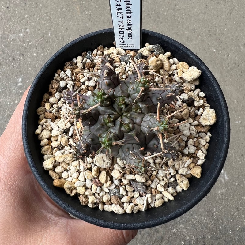 ユーフォルビア アストロフォラ ラスト1株 | STELLA.PLANTS