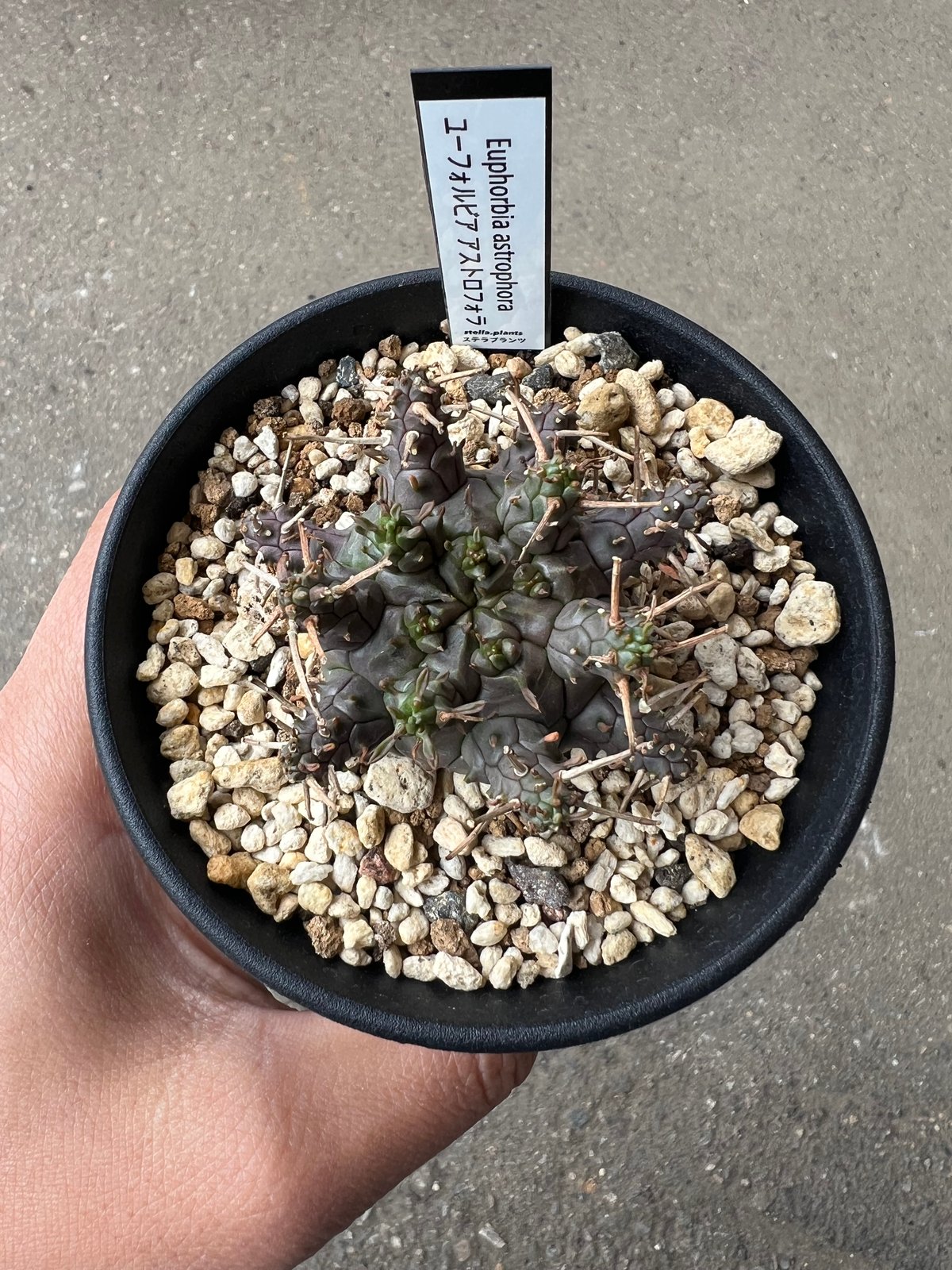 ユーフォルビア アストロフォラ ラスト1株 | STELLA.PLANTS