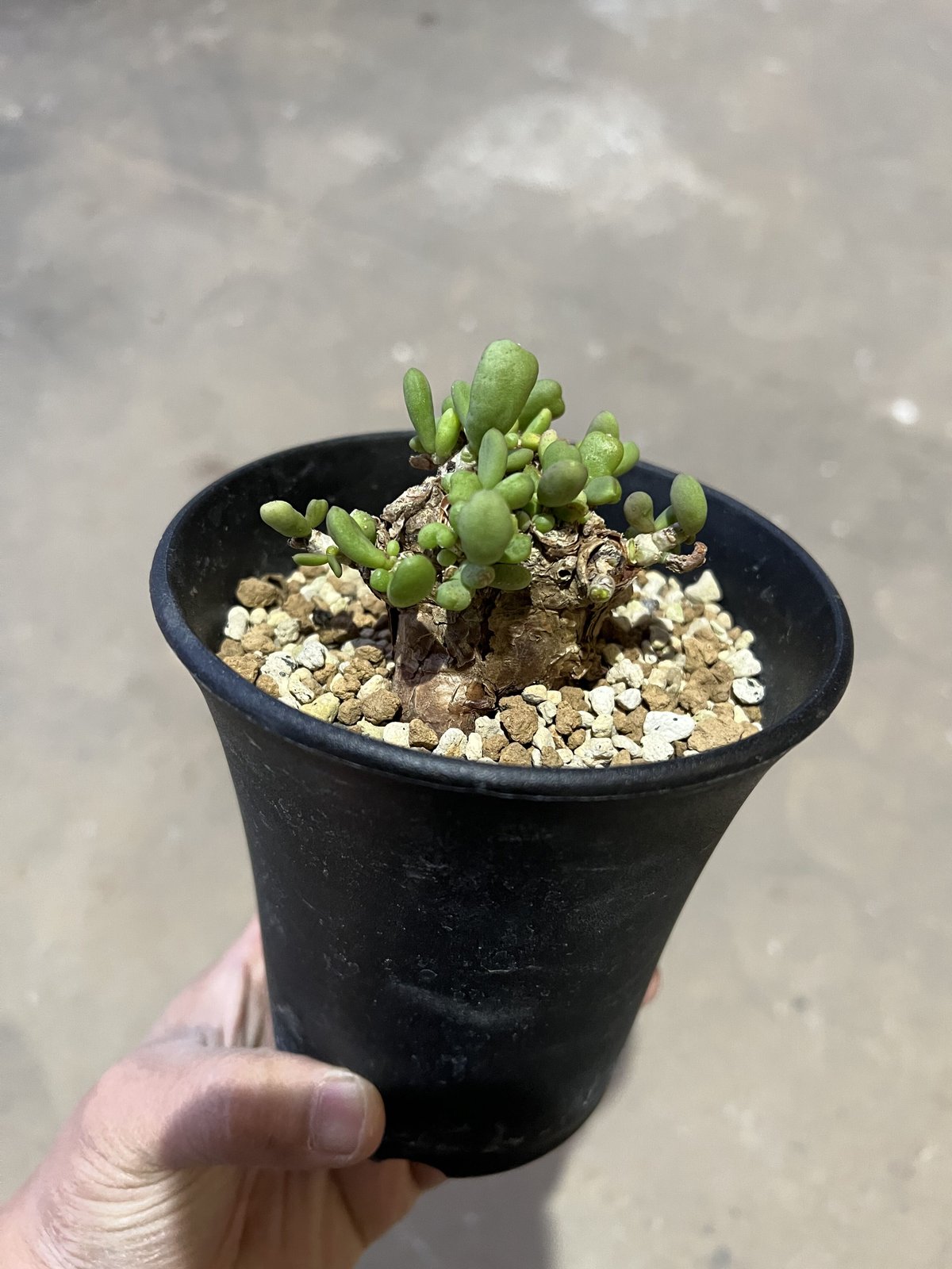 ケラリア ピグマエア | STELLA.PLANTS ケラリア ピグマエア | STELLA.PLANTS