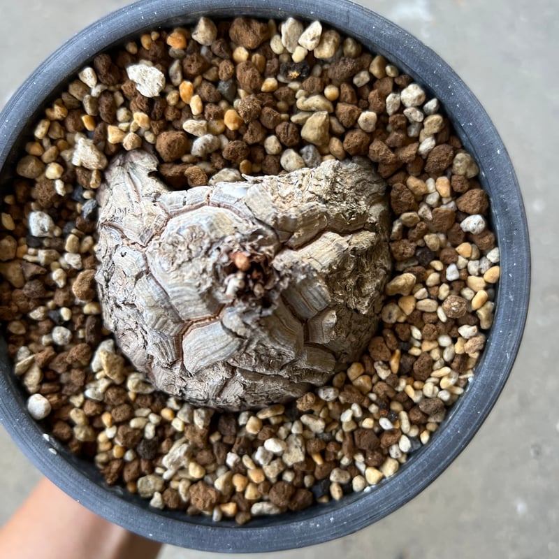 アフリカ亀甲竜 5寸2 | STELLA.PLANTS アフリカ亀甲竜 5寸2 | STELLA.PLANTS