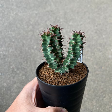 CATEGORY ユーフォルビア | STELLA.PLANTS