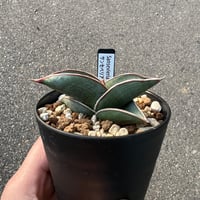サンセベリア ロリダ1