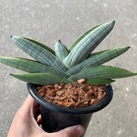 STELLA.PLANTS