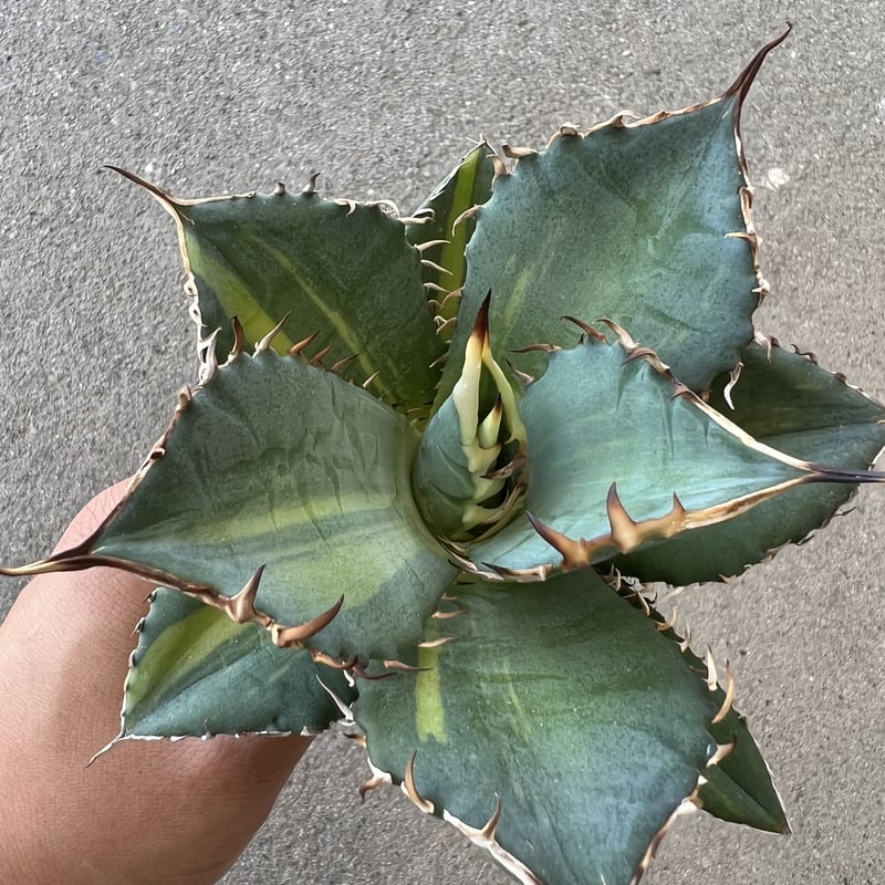 アガベ チタノタ 縞斑 | STELLA.PLANTS