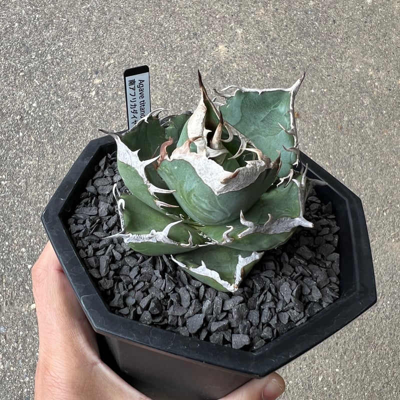 アガベ SAD（南アフリカダイヤモンド） | STELLA.PLANTS