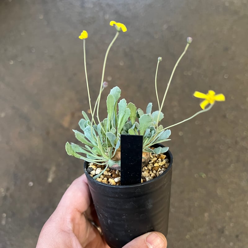 オトンナ カカリオイデス | STELLA.PLANTS