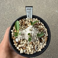 パキポディウム 恵比寿笑い1