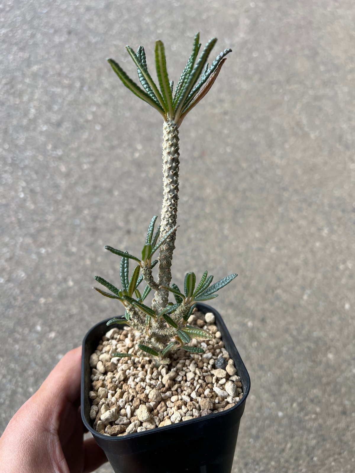 ドルステニア ギガス ブラータ | STELLA.PLANTS