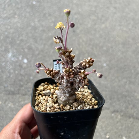 オトンナ・ヘレー オトンナ ヘレー | GREEN LUCK