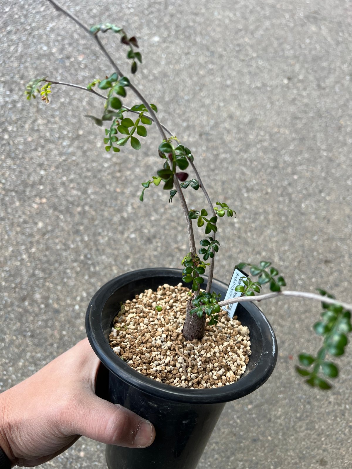 オペルクリカリア デカリー3 | STELLA.PLANTS