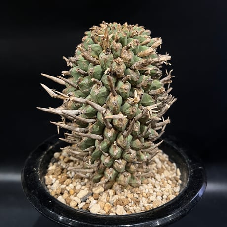 ユーフォルビア スコエランディ　闘牛角