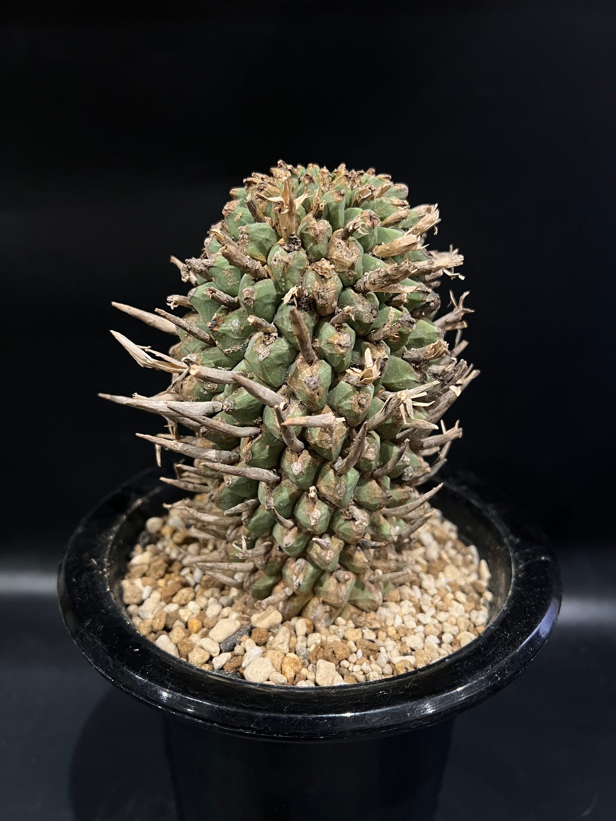 ユーフォルビア　スコエンランディ⑩闘牛角【実生苗】 ユーフォルビア スコエンランディ 