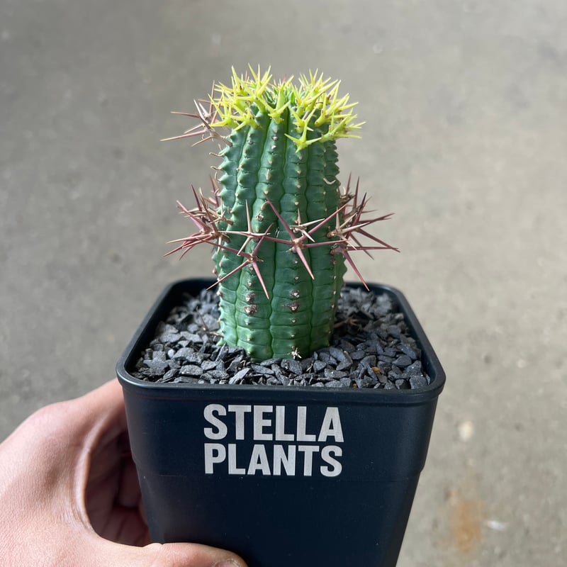 ユーフォルビア 群星冠3 | STELLA.PLANTS
