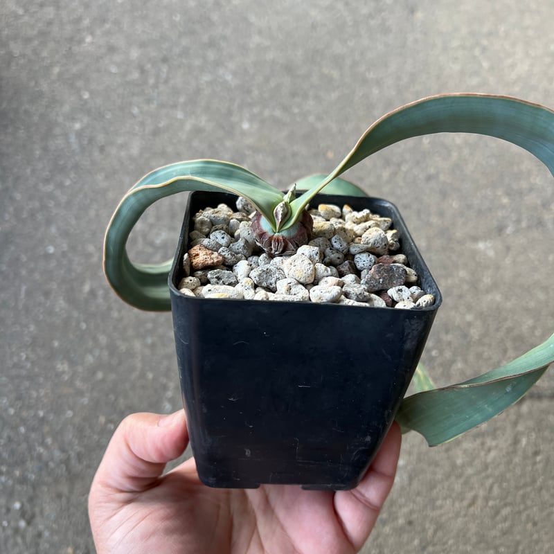 ウェルウィッチア ミラビリス 3 | STELLA.PLANTS ウェルウィッチア ミラビリス 3 | STELLA.PLANTS