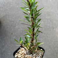 ボスウェリア サクラ 鉢ごと発送 ボスウェリア サクラ （フランキンセンス）🪴 種子から次々発芽