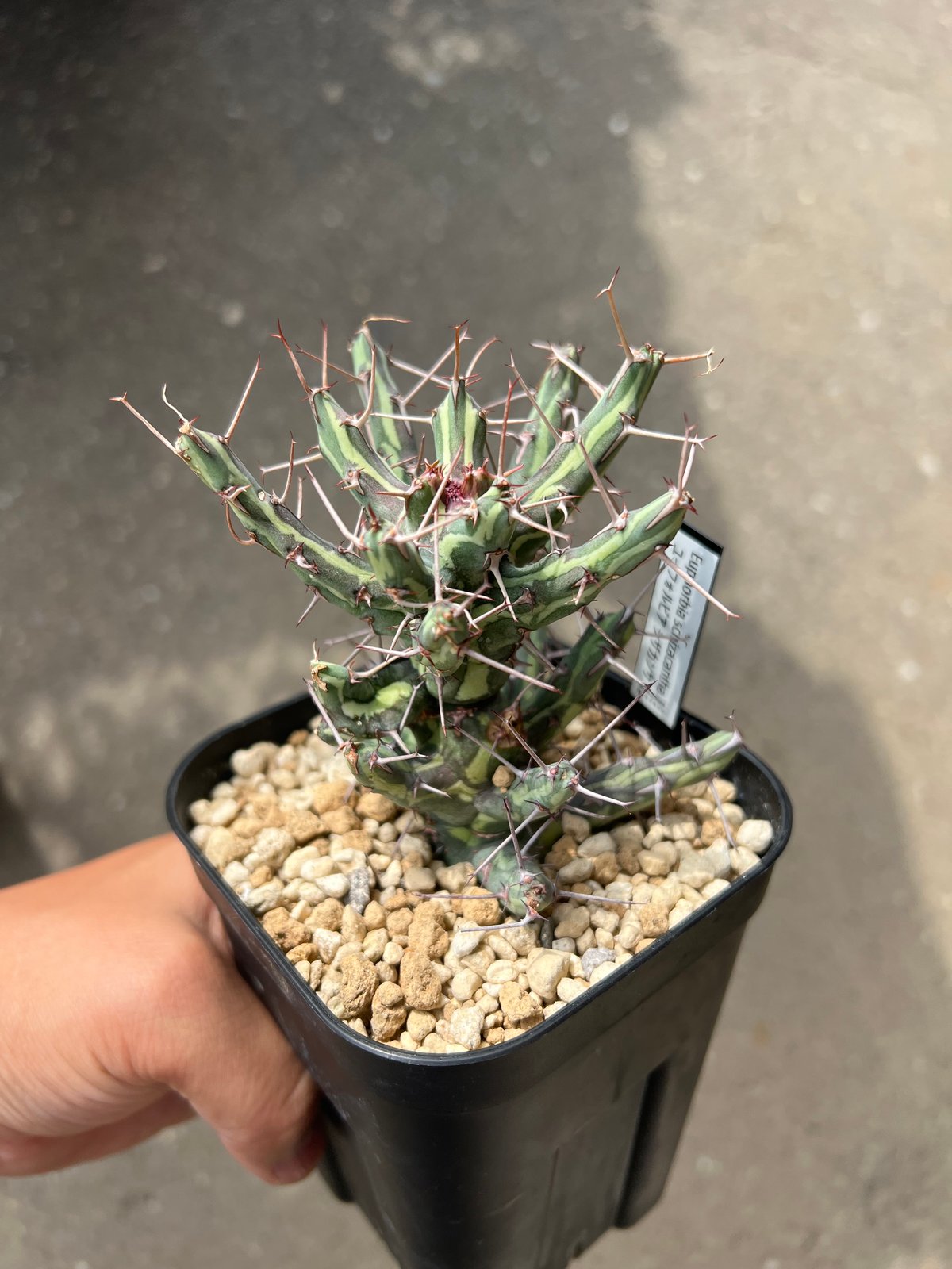 ユーフォルビア シザカンサ | STELLA.PLANTS