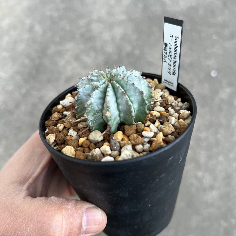 euphorbia フラワー・ガーデニング ユーフォルビアホリダ 勝岡アルバ