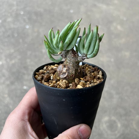 チレコドンペアルソニー | STORES