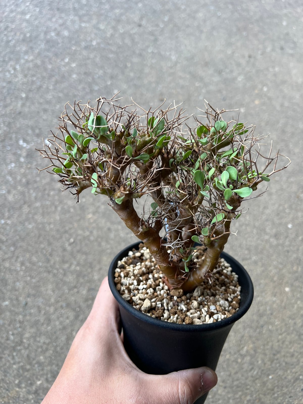 オトンナ ユーフォルビオイデス1 | STELLA.PLANTS