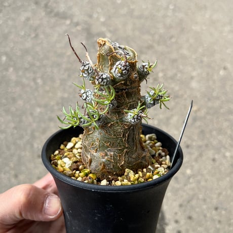 チレコドン　ペアルソニー　鉢ごと チレコドン・ペアルソニー | 多肉植物・特別な鉢の販売