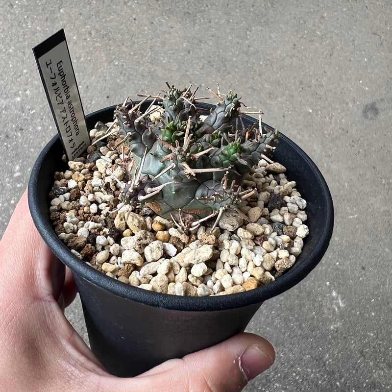 ユーフォルビア アストロフォラ ラスト1株 | STELLA.PLANTS