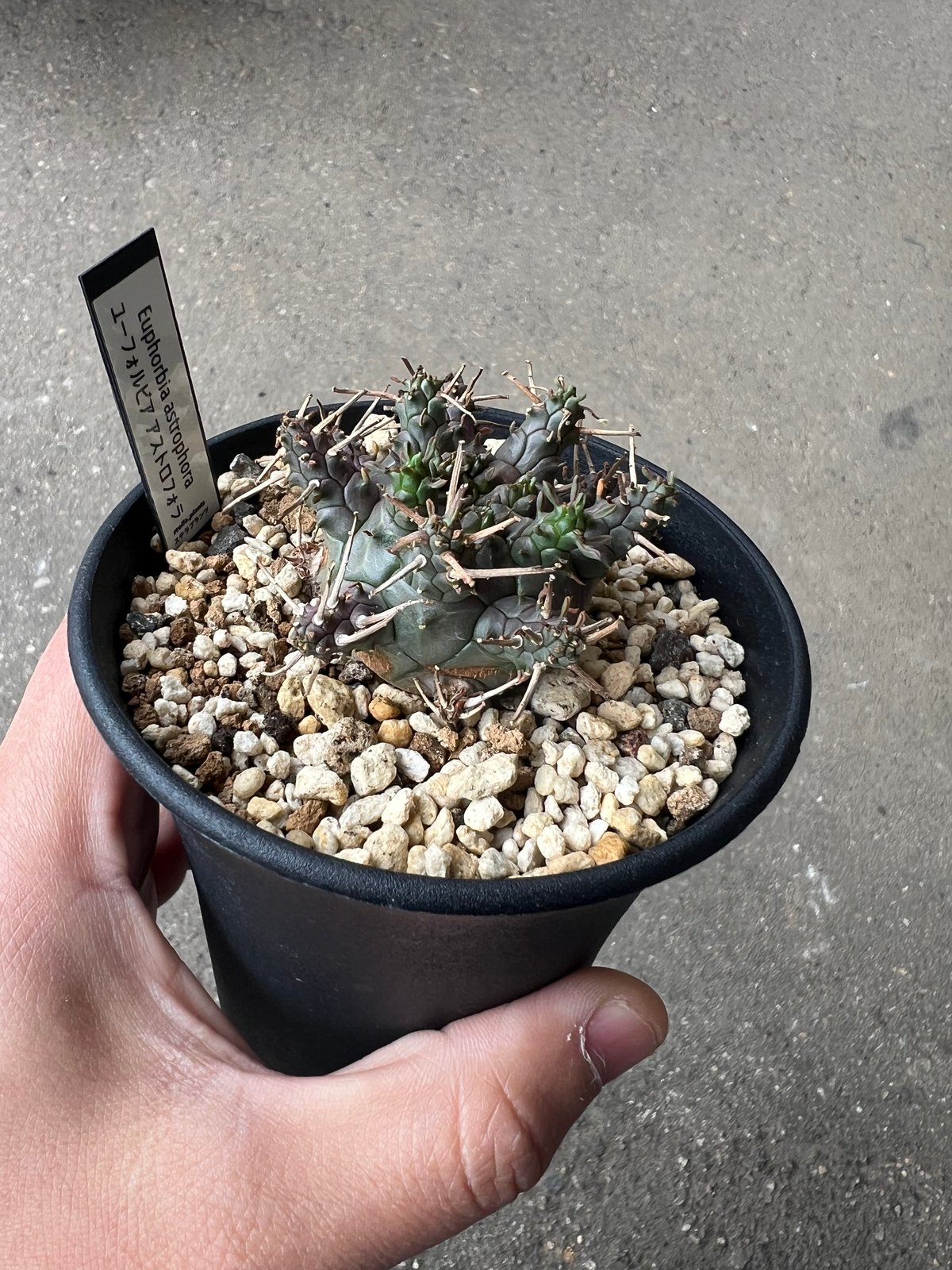ユーフォルビア アストロフォラ ラスト1株 | STELLA.PLANTS
