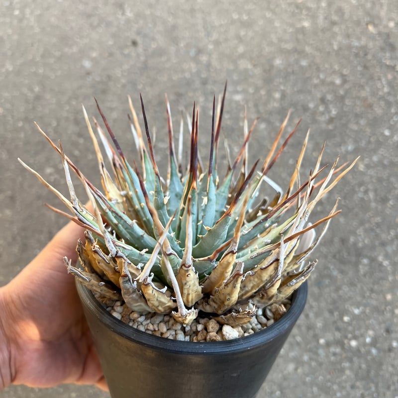 ユタエンシス エボリスピナ 4寸鉢 | STELLA.PLANTS